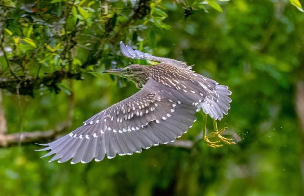 Heron in the Tra Su Melaleuca Forest